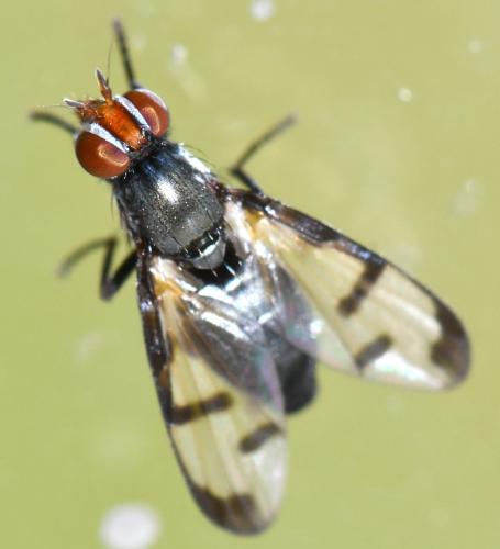 Herina nigrina